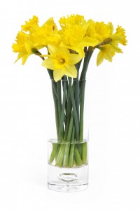 10339-yellow-daffodils-in-a-vase-isolated-on-a-white-background-pv